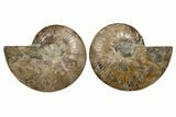 Cut & Polished, Agatized Ammonite Fossil - Madagascar #323406-1